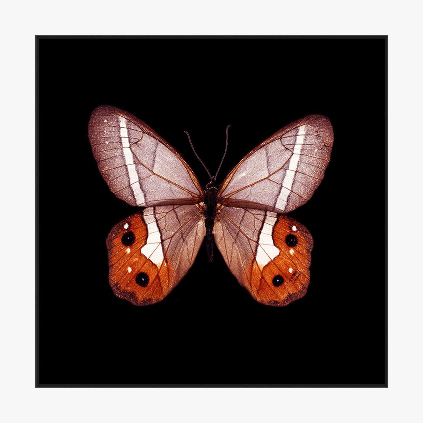 Crystal Painting - Butterfly Specimen