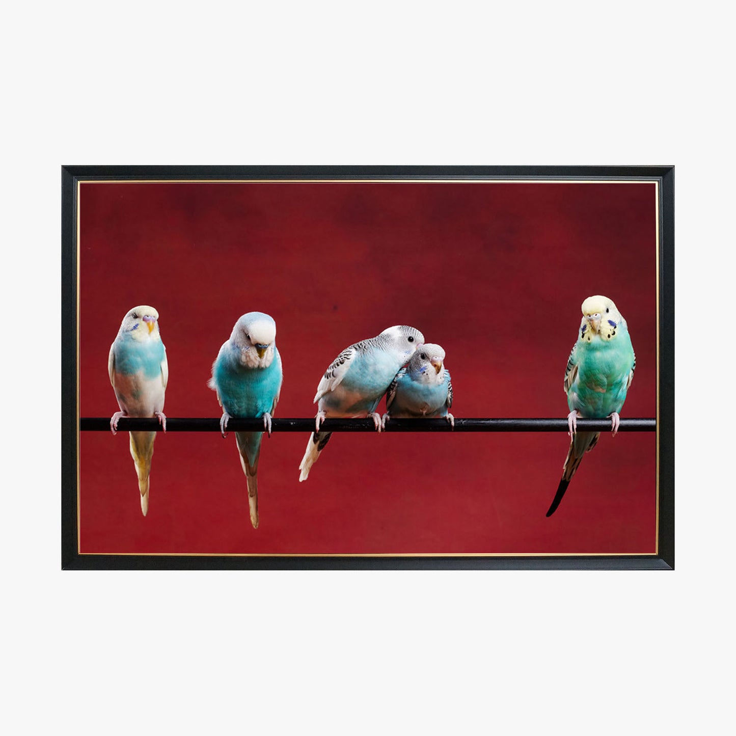 Crystal Painting - Five parrots