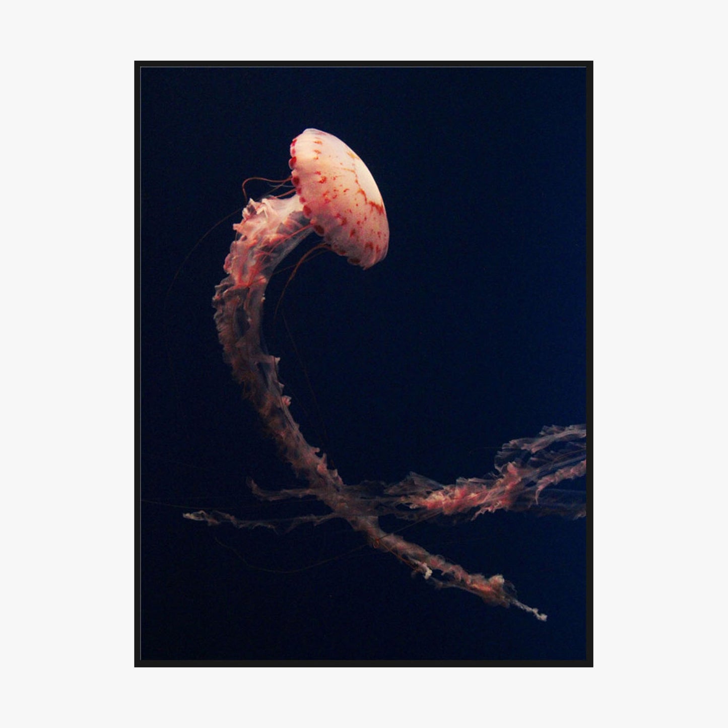 Crystal Painting - Transparent Jellyfish