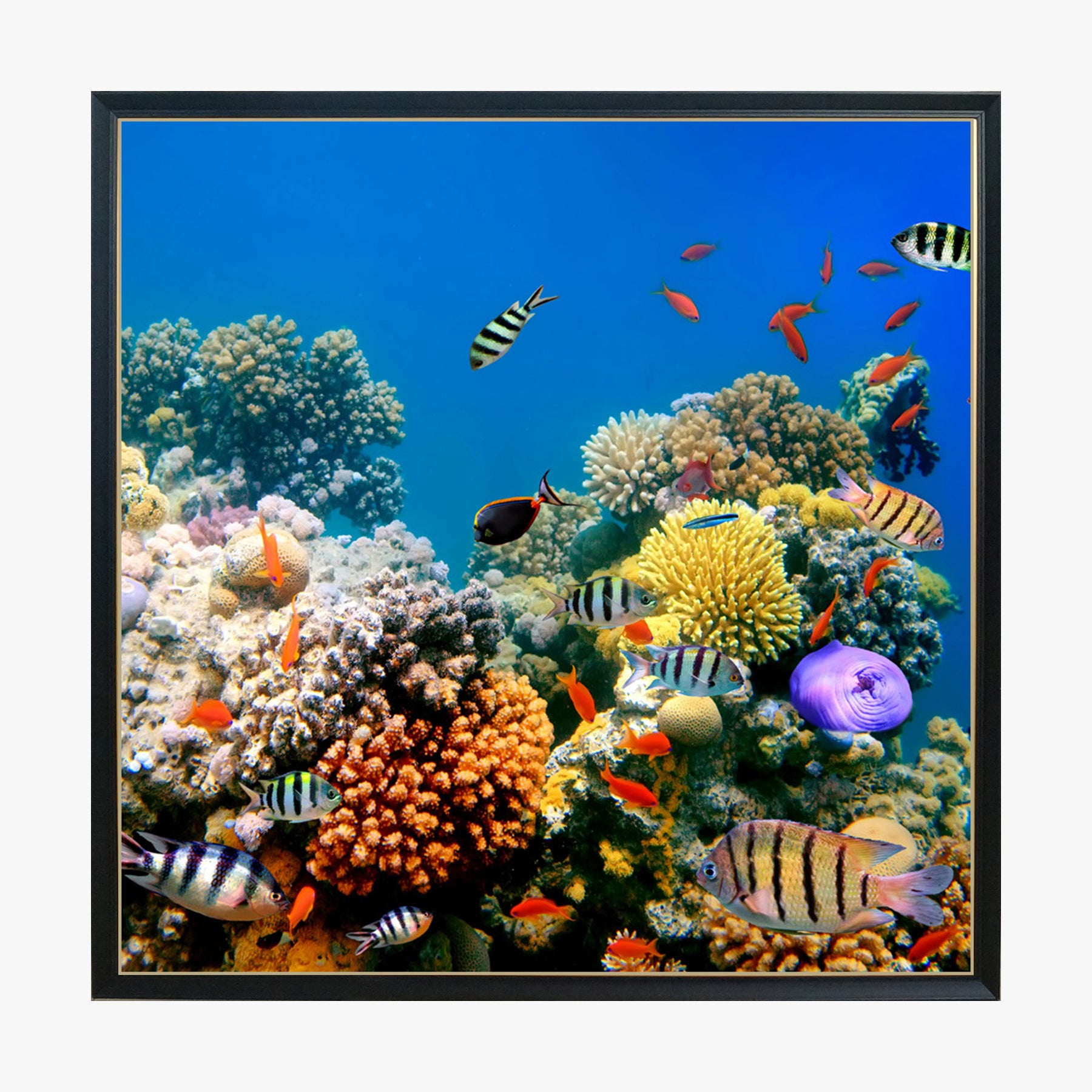 Crystal Painting - Coral and Tropical Fish